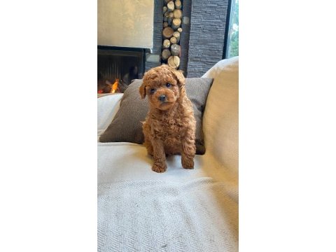 Red brown toy poodle yavruları istanbul