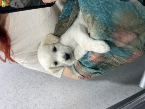 2 aylık dişi golden retriever