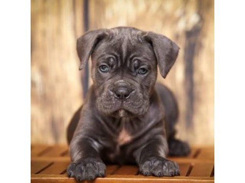 Ev ve bahçeniz için cane corso kapıda ödeme mevcuttur