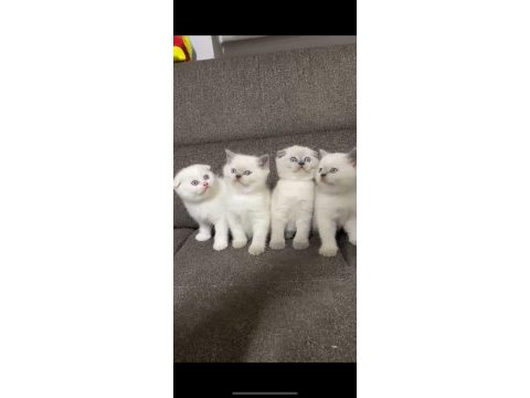 Safkan orjinal ırk yavru kedilerimiz