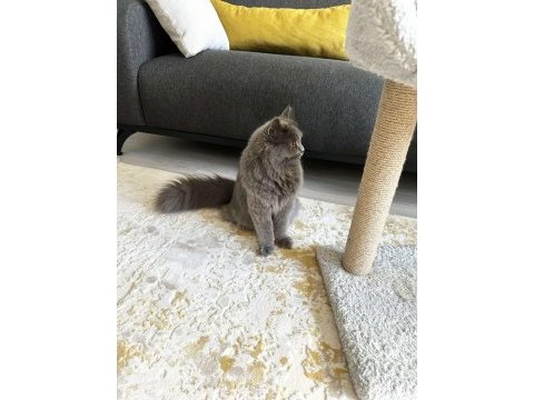 9 aylık british longhair yavru