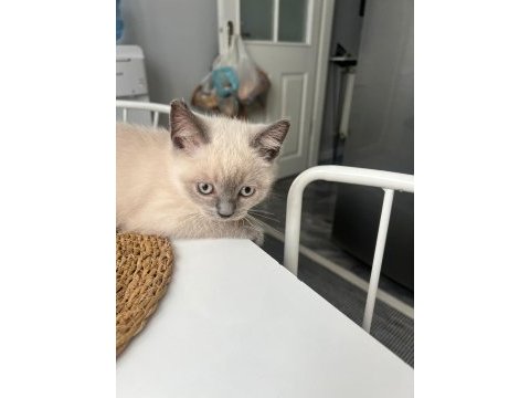 Nazar boncuğu kedimiz