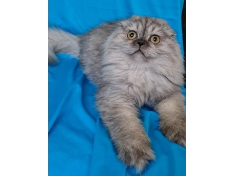 Scottish fold yavrular sahibinden