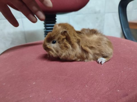 Guinea pig yavrular