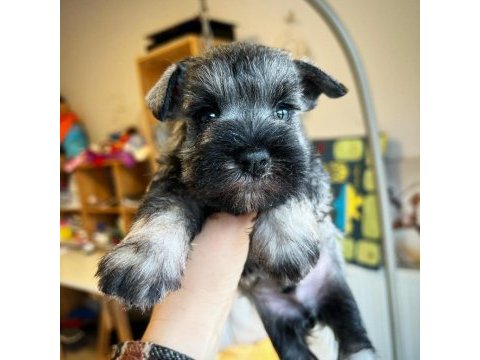 Fcı şecereli miniatute schnauzer yavruları