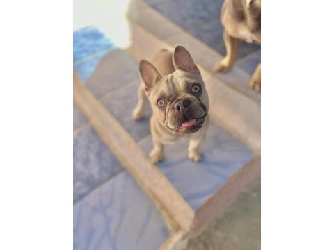 Köpeğimiz mia hanım yeni yuvasını arıyor