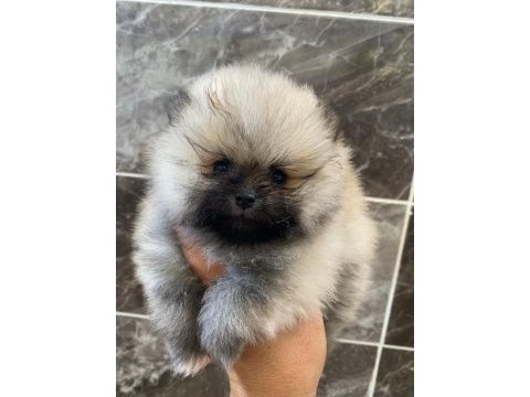 Teacup pomeranian