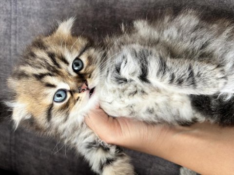 Cins scottish fold ilanı