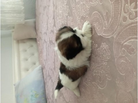 Shih tzu 0 numara erkek yavru