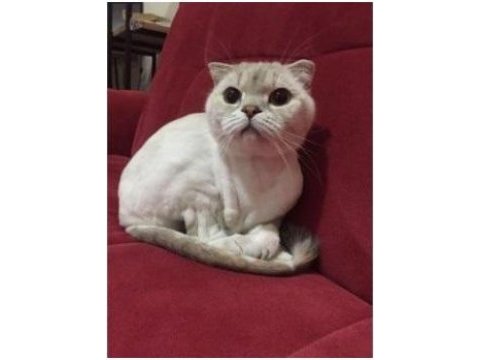 Scottish fold lynx point sahiplendirme