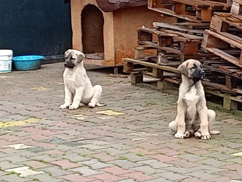 Son iki yavru köpeğimiz kalmıştır isterseniz bir önceki