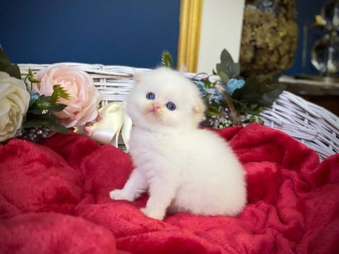 Highland fold red point scottish fold bebeğimiz
