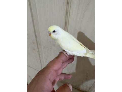 30 günlük cremio dişi bebek muhabbet kuşu