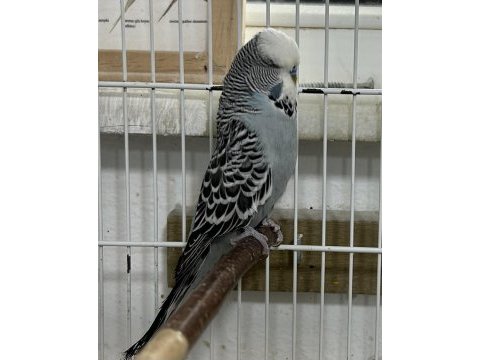 Jumbo muhabbet kuşları