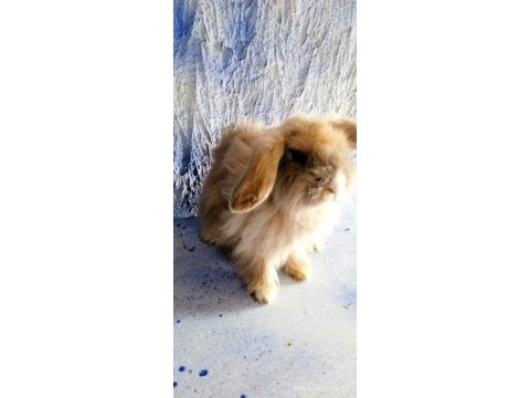 Damızlık altı teddy lop tavşanlar 3 aylık