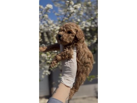 Original toy boy maltipoo yavruları