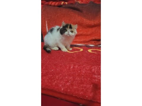 Show kalite exotic shorthair bebekler