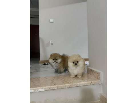 Ayı surat garantili scrli pomeranian yavrularım