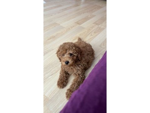 5 aylık poodle aşılar ve tuvalet eğitimi var