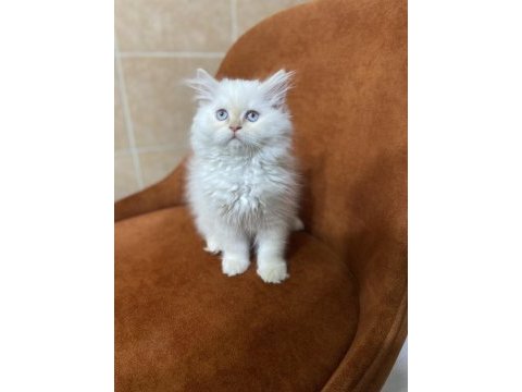 Harika gen british longhair red point