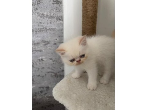 Show kalite ırk garantili bebek kedimiz