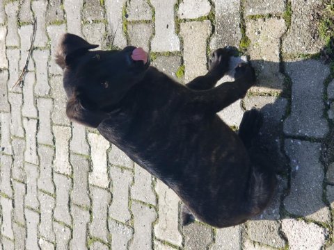 Yalova cınarcık ta ücretsiz yavru cane corso ıtalıano