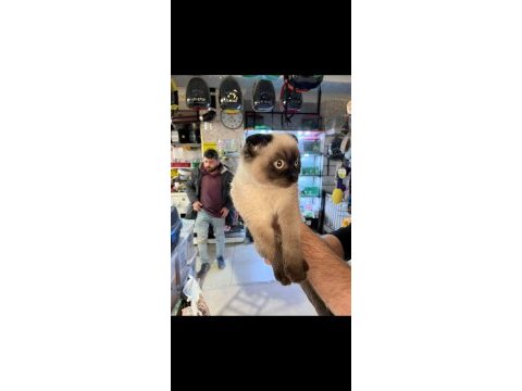 Scottish fold erkek 6 aylık