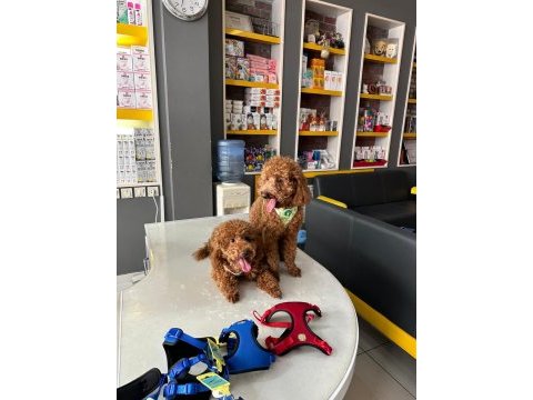 Dişi ve erkek poodle yavruları yeni yuvalarını arıyor