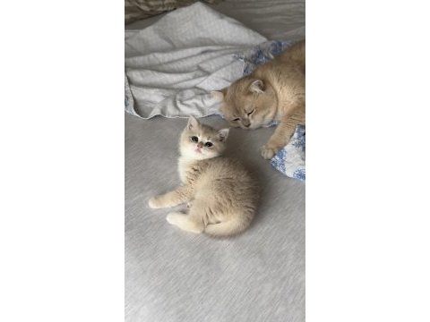 Golden gerçek saf kan british shorthair