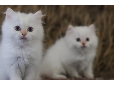 British longhair erkek yavruları