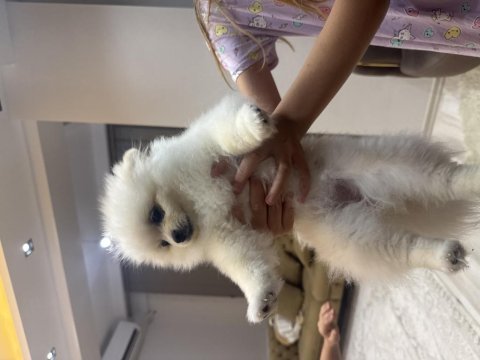 Pomeranian dişi 6 aylık
