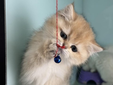 Çok özel son dişi golden british shorthair yavrumuz