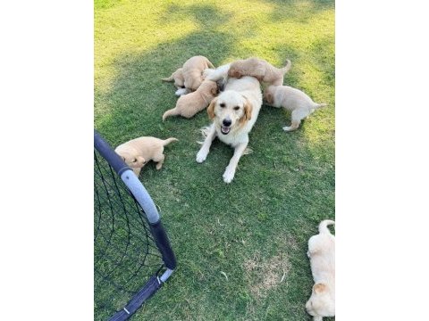 1.5 aylık sağlıklı golden retriever yavrularımız