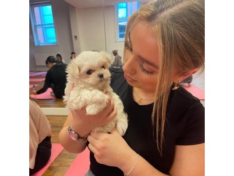 Kore morkie bebeklerim 1 kg