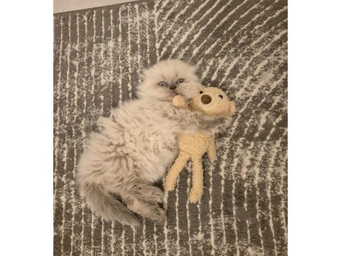 Aile sıcaklığında büyüyen scottish fold british yavrular