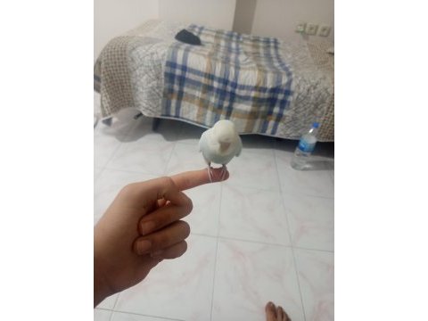 2 aylık erkek ve dişi ele alışkın muhabbet kuşları