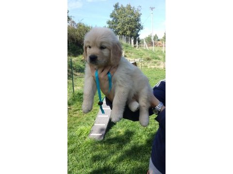Golden retriever yavruları