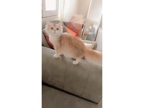 Full şecereli ny 12 dişi british longhair