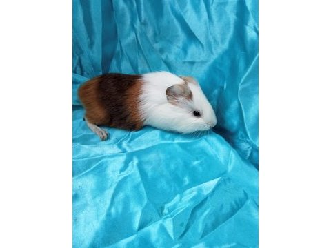 En güzel amerikan ginepig yavrular