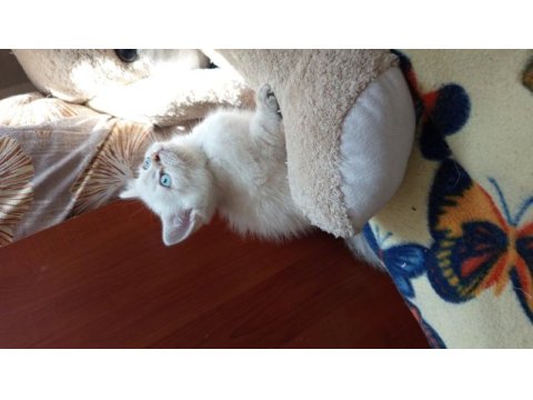 British shorthair (british golden) yavrular