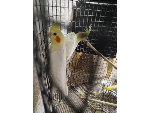 2 muhabbet kuşu ve 2 sultan papağanı