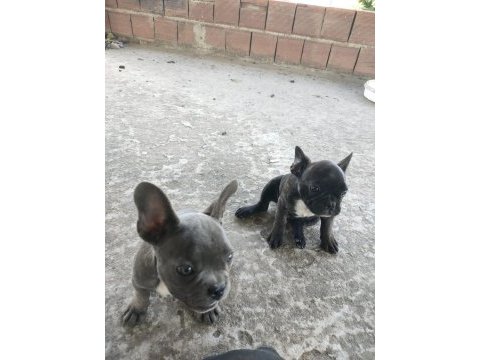 İzmir blue french bulldog yavru dişi erkek
