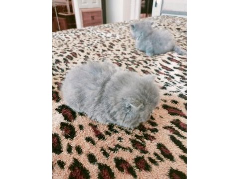 British longhair kedimiz 1,5 aylık