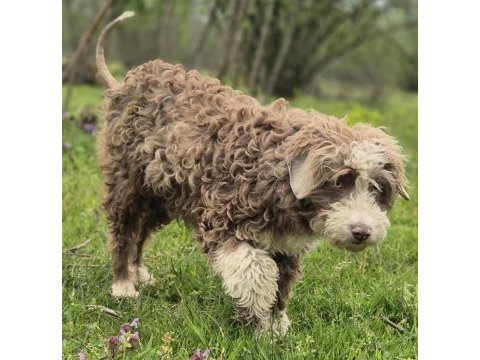 Trde nadir bulunan ırklardan ausiedoodle yavrumuz