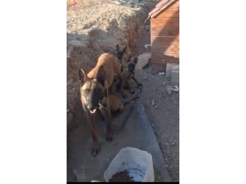 Belçika kurdu ve yavrusu