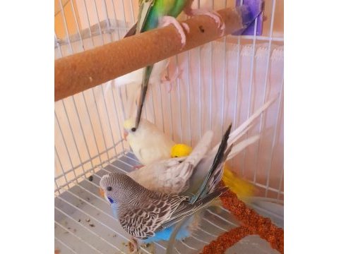 Yeni yeme düşmüş ev üretimi bebek muhabbetcikler