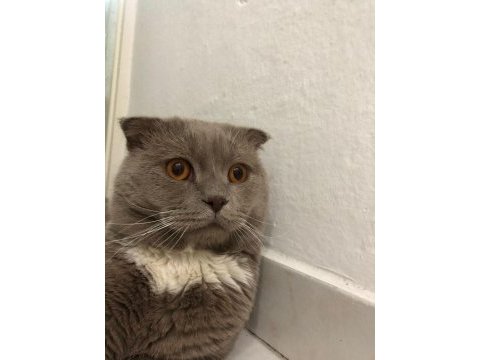 Çok tatlı 1.5 yaşında bir erkek scottish fold