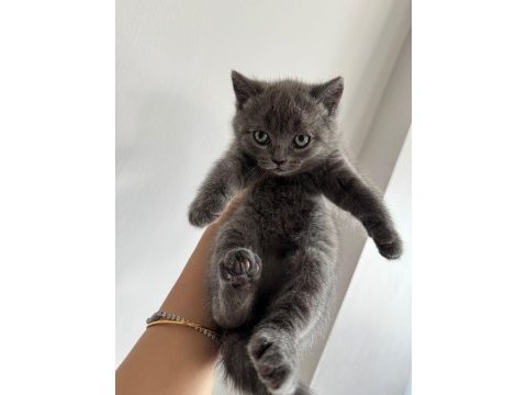 Şecereli anne baba 1.5 aylık british shorthair
