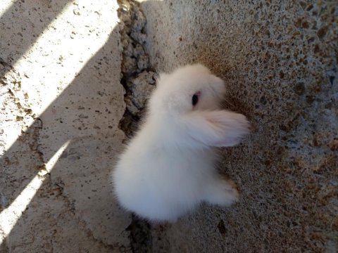 Yavru hollanda teddy lop tavşanları