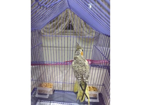 2 aylık erkek yavru sultan papağanı kafesi hediye komple